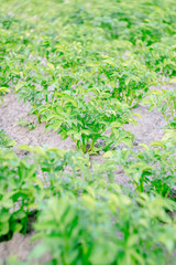 Bushes of green potatoes on the collective farm field