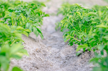 Bushes of green potatoes on the collective farm field