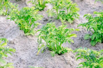 Bushes of green potatoes on the collective farm field