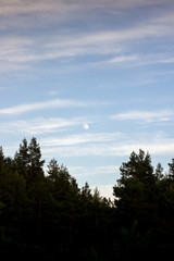 Obraz premium Spruce trees and sky with clouds on sunset for background. Place for text.