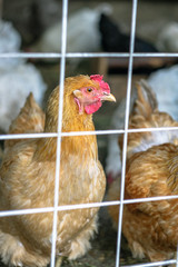 The chicken on the farm sits in behind the mesh fence