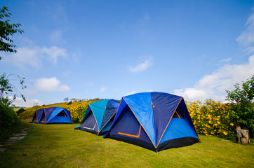 Blue tent in the sunflower backgrounds and blue sky