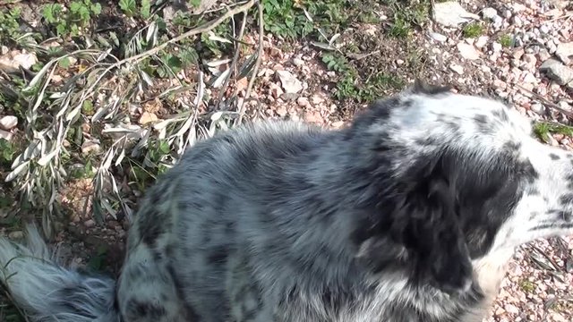 Spotty dog shakes and licks itself