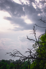 Green trees top line over sky and clouds background in summer on sunset