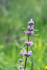Pink field flower in green grass.