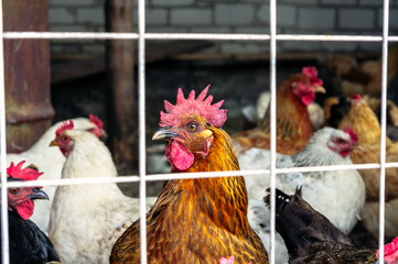 The chickens on the farm sits in behind the mesh fence