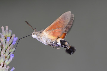 lepidottero - sfinge colibrì, ittero asilide, coleottero - cetonia dorata