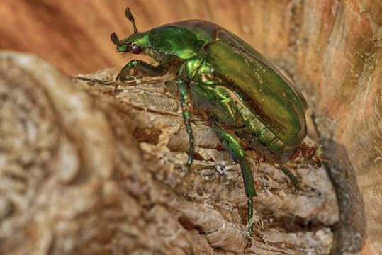 lepidottero - sfinge colibr&igrave;, ittero asilide, coleottero - cetonia dorata