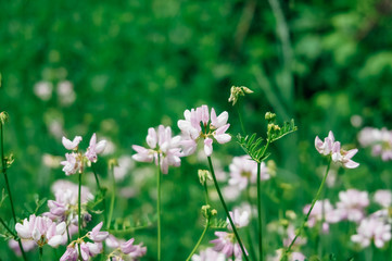 Wild pink flowers in green grass. Tinted stylish photo.