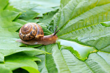 Closeup of snail on the green leaf