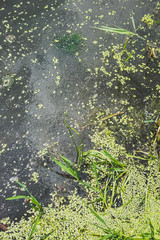 Duckweed on the water in summer heat.