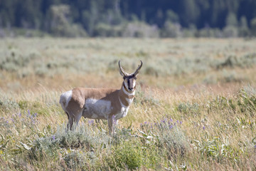 PRONGHORN ANTELOPE IN SAGEBRUSH MEADOW STOCK IMAGE