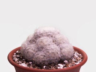  Beautiful Cactus Flowers of Mammillaria Bocasana.