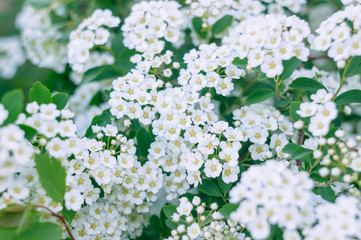 A branch of the spirea. Blooming spirea by white small flowers. Spirea wallpaper.