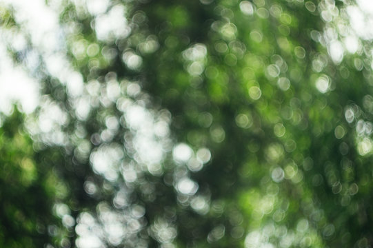Unfocused photo in the forest. Bokeh background texture for design. Blur photo of green trees.