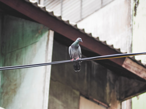 Pigeon bird is sitting on the Electrical powered cable