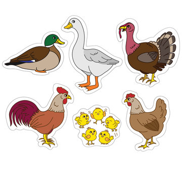 Farm animals set, vector stickers with chicken family and farm items. Cute hen, rooster, chicks, duck, turkey