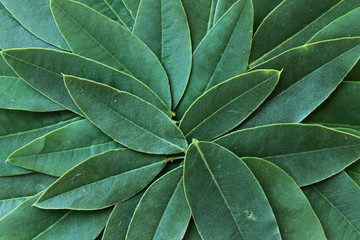 Set of green acacia leaves