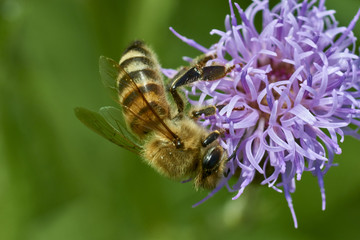 bee 11