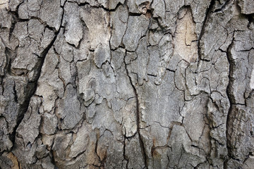 Bark of tree