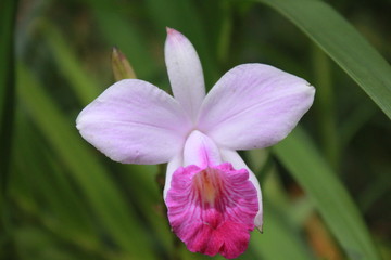 pink flower with green leaves on the background