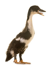 mulard duck in studio
