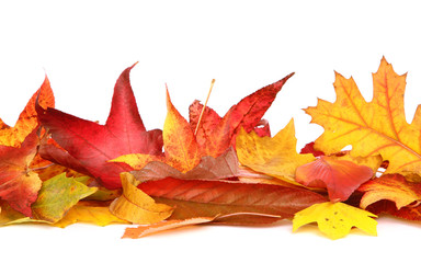 Feuilles mortes en automne