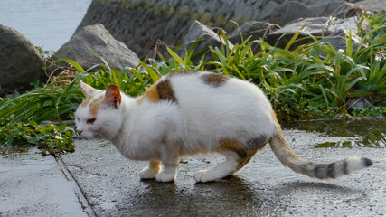 野良猫