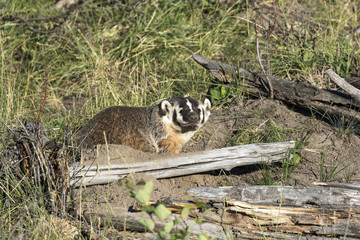 BADGER ADJACENT TO BURROW STOCK IMAGE