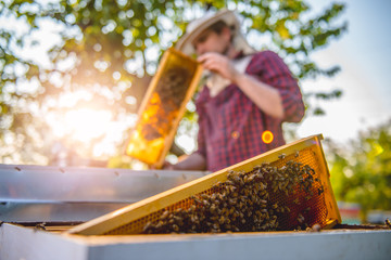 Beekeeper checking beehives