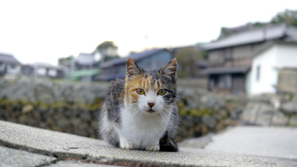 野良猫