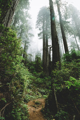 Northern California - Redwoods