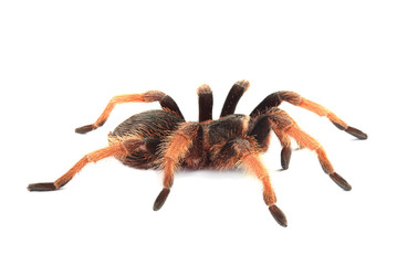 Tarantula isolated on white