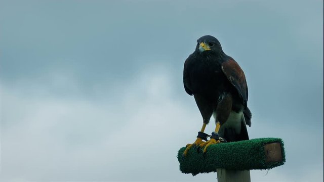 Hawk Squawks And Flies Off