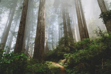 Raamstickers Northern California - Redwoods © Preston