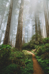 Plakat Northern California - Redwoods