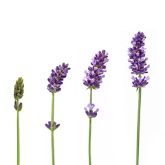 Tuinposter Takjes lavendel © hcast