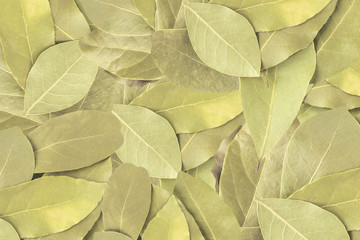 Obraz premium Bay leaf for background. Spices for flavoring foods. Top view.