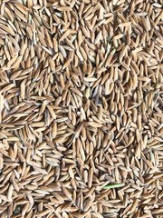 Some rice paddy showing by farmer