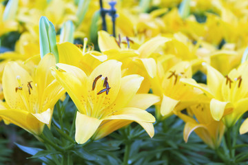 Obraz premium Yellow lillyes on garden bed. selective focus on flower pollen.