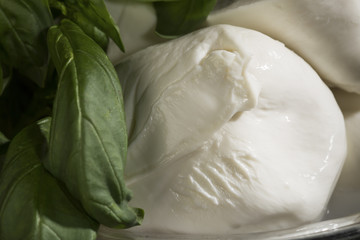 Mozzarelle di bufala Campana con foglie di Basilico