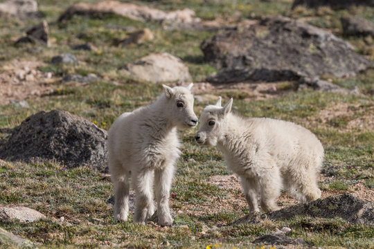 Cute Mountain Goat Kids