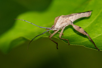 Image of a Leaf-footed bugs on green leaves. Insect Animal