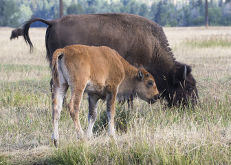 BISON AND CALF IN GRASS MEADOW  STOCK IMAGE