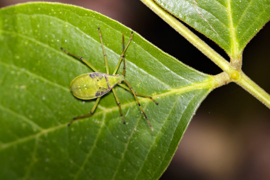 Image of hemiptera bugs on green leaves. Insect Animal
