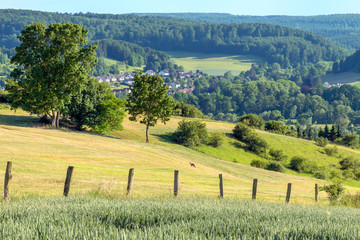 Obraz premium Fuchs auf Wiese