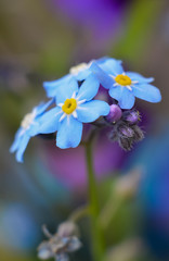 Forget-me-not on The beautiful background.