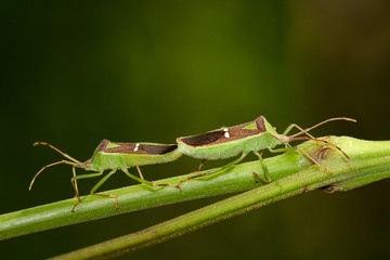 Image of Hemiptera (Green Legume Pod Bug) on nature background. Insect Animal