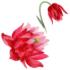 Fototapeta premium Wildflower Aquilegia flower in a watercolor style isolated. Full name of the plant: Aquilegia. Aquarelle wild flower for background, texture, wrapper pattern, frame or border.