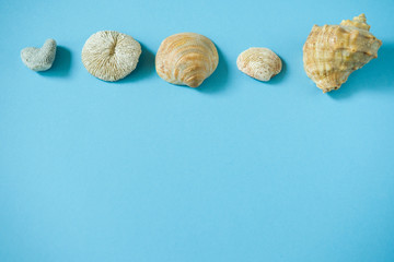 Seashells on blue background